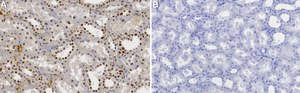 Anti-AP-2α Antibody, clone 1N19 ZooMAb® Rabbit Monoclonal recombinant, expressed in HEK 293 cells