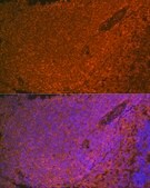 Anti-SHIP1 antibody produced in rabbit