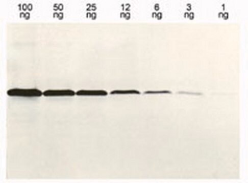 Anti-Histidine-Tagged Protein Mouse mAb (13/45/31/2) liquid, clone 13/45/31/2, Calbiochem&#174;