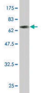 Monoclonal Anti-TOB2 antibody produced in mouse clone 2F2-1A7, purified immunoglobulin, buffered aqueous solution