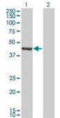 Monoclonal Anti-GMPPA antibody produced in mouse clone 2F1, purified immunoglobulin, buffered aqueous solution