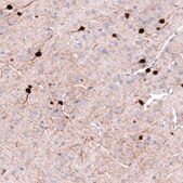 Monoclonal Anti-PVALB antibody produced in mouse Prestige Antibodies® Powered by Atlas Antibodies, clone CL15073, purified antibody (Protein A)