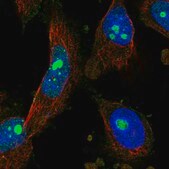 Anti-PCGF5 antibody produced in rabbit Prestige Antibodies&#174; Powered by Atlas Antibodies, affinity isolated antibody, buffered aqueous glycerol solution