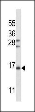 ANTI-FSHB/FSH (CENTER) antibody produced in rabbit IgG fraction of antiserum, buffered aqueous solution