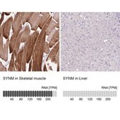 Anti-SYNM antibody produced in rabbit Prestige Antibodies® Powered by Atlas Antibodies, affinity isolated antibody, buffered aqueous glycerol solution