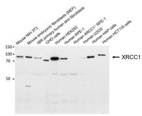 Anti-XRCC1 Antibody, clone 33-2-5