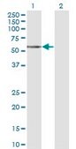 Monoclonal Anti-TCN1 antibody produced in mouse clone 3F10, purified immunoglobulin, buffered aqueous solution