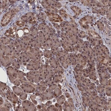 Anti-CEACAM21 antibody produced in rabbit Prestige Antibodies&#174; Powered by Atlas Antibodies, affinity isolated antibody, buffered aqueous glycerol solution