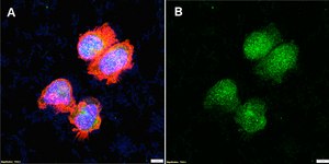Anti-RAP1A Antibody, clone 1K15 ZooMAb® Rabbit Monoclonal recombinant, expressed in HEK 293 cells