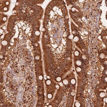 Anti-OR5V1 antibody produced in rabbit Prestige Antibodies&#174; Powered by Atlas Antibodies, affinity isolated antibody, buffered aqueous glycerol solution