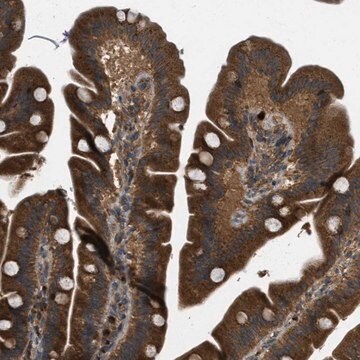 Anti-KIAA0430 antibody produced in rabbit Prestige Antibodies&#174; Powered by Atlas Antibodies, affinity isolated antibody, buffered aqueous glycerol solution