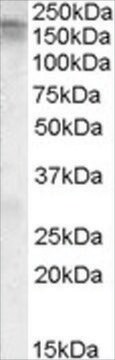 Anti-CACNA1C antibody produced in goat affinity isolated antibody, buffered aqueous solution