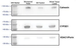 Microsome Isolation Kit sufficient for 50 isolation(s)