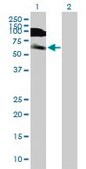 Anti-DIDO1 antibody produced in mouse purified immunoglobulin, buffered aqueous solution
