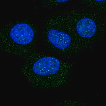 Anti-NOL6 antibody produced in rabbit Prestige Antibodies&#174; Powered by Atlas Antibodies, affinity isolated antibody