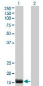Monoclonal Anti-EDN2 antibody produced in mouse clone 3B4-1C5, purified immunoglobulin, buffered aqueous solution