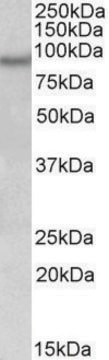 Anti-NPAS4 antibody produced in goat affinity isolated antibody, buffered aqueous solution