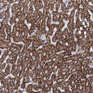 Anti-THUMPD3 antibody produced in rabbit Prestige Antibodies&#174; Powered by Atlas Antibodies, affinity isolated antibody, buffered aqueous glycerol solution