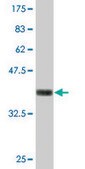 Monoclonal Anti-NID1 antibody produced in mouse clone 1G3, purified immunoglobulin, buffered aqueous solution