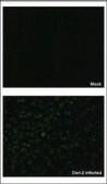 Anti-NS3 antibody produced in rabbit affinity isolated antibody, buffered aqueous solution