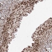 Anti-DNAJC9 antibody produced in rabbit Prestige Antibodies&#174; Powered by Atlas Antibodies, affinity isolated antibody, buffered aqueous glycerol solution