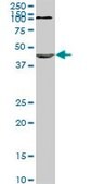 Monoclonal Anti-NODAL, (C-terminal) antibody produced in mouse clone 5C3, purified immunoglobulin, buffered aqueous solution