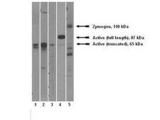 Anti-ADAMTS-1 Antibody, clone 5D4E11B6 serum, clone 5D4E11B6, Chemicon&#174;