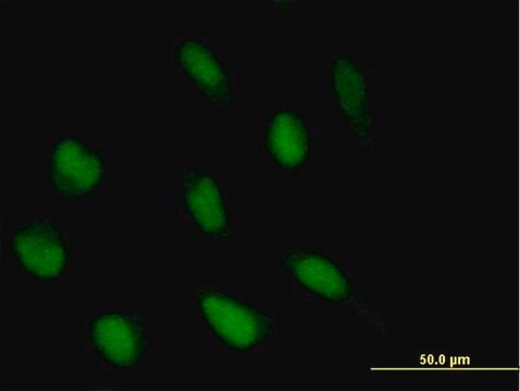 Anti-ABI2 antibody produced in mouse IgG fraction of antiserum, buffered aqueous solution