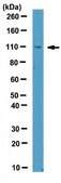 Anti-Ipaf (NLRC4) Antibody from rabbit, purified by affinity chromatography