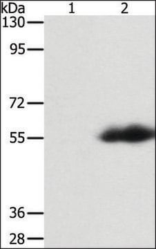 Anti-FLAG Tag antibody produced in rabbit affinity isolated antibody