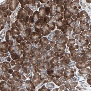 Anti-PGBD1 antibody produced in rabbit Prestige Antibodies&#174; Powered by Atlas Antibodies, affinity isolated antibody, buffered aqueous glycerol solution
