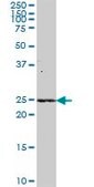Anti-C9orf32 antibody produced in mouse IgG fraction of antiserum, buffered aqueous solution