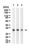 Anti-Fibrillarin/FBL Antibody, clone 1G19 ZooMAb&#174; Rabbit Monoclonal recombinant, expressed in HEK 293 cells