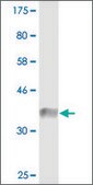 Monoclonal Anti-CLASP1 antibody produced in mouse clone 6E10, purified immunoglobulin, buffered aqueous solution