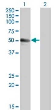 Monoclonal Anti-SPN antibody produced in mouse clone 3G8, purified immunoglobulin, buffered aqueous solution