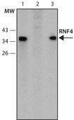Anti-RNF4 (11-25) antibody produced in rabbit IgG fraction of antiserum, buffered aqueous solution