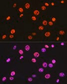 Anti-BAF57/SMARCE1 Antibody, clone 9L5F6, Rabbit Monoclonal