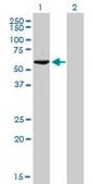 Monoclonal Anti-GTF2H1 antibody produced in mouse clone 1F12-1B5, purified immunoglobulin, buffered aqueous solution