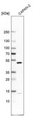 Anti-DDOST antibody produced in rabbit Prestige Antibodies&#174; Powered by Atlas Antibodies, affinity isolated antibody, buffered aqueous glycerol solution