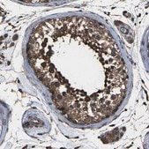 Anti-DHPS antibody produced in rabbit Prestige Antibodies&#174; Powered by Atlas Antibodies, affinity isolated antibody, buffered aqueous glycerol solution