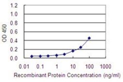 Monoclonal Anti-C1orf163 antibody produced in mouse clone 1G11-1C4, purified immunoglobulin, buffered aqueous solution