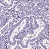 Anti-FAM209B antibody produced in rabbit Prestige Antibodies® Powered by Atlas Antibodies, affinity isolated antibody, buffered aqueous glycerol solution