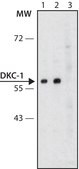 Anti-DKC1 antibody produced in rabbit ~1.0 mg/mL, affinity isolated antibody