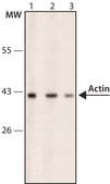 Anti-Actin, Cardiac antibody, Mouse monoclonal clone AC1-20.4.2, purified from hybridoma cell culture