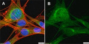 Anti-VCP Antibody, clone 1L10 ZooMAb® Rabbit Monoclonal recombinant, expressed in HEK 293 cells