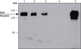 Anti-Epidermal Growth Factor (EGF) Receptor, Mouse monoclonal clone 29.1, purified from hybridoma cell culture