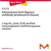 Monoclonal Anti-Rapsyn antibody produced in mouse 1 mg/mL, clone 1234, purified immunoglobulin, buffered aqueous solution