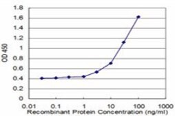Monoclonal Anti-BNIP1 antibody produced in mouse clone 1G7, purified immunoglobulin, buffered aqueous solution