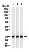 Anti-ERp29 Antibody, clone 1H8 ZooMAb&#174; Rabbit Monoclonal recombinant, expressed in HEK 293 cells