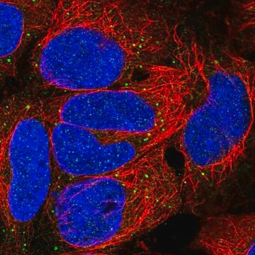 Anti-EDA antibody produced in rabbit Prestige Antibodies&#174; Powered by Atlas Antibodies, affinity isolated antibody